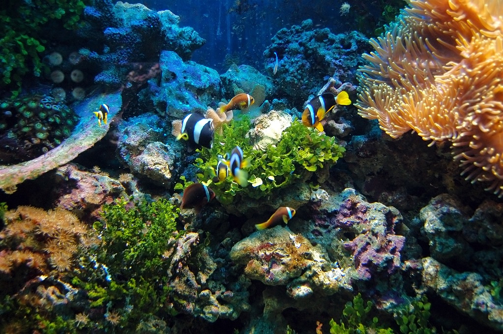 coral reef