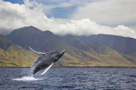 Whale